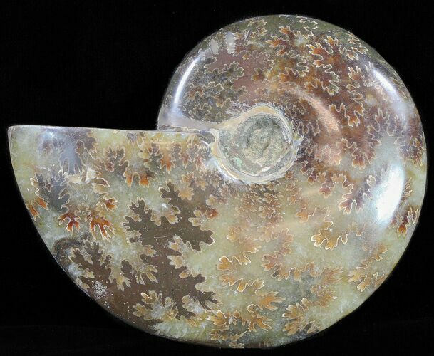 Polished, Agatized Ammonite (Cleoniceras) - Madagascar #59883
